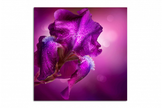 Картина Ирис фиолетовый с каплями